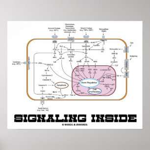 Signaling Inside (Signal Transduction Pathways) Poster