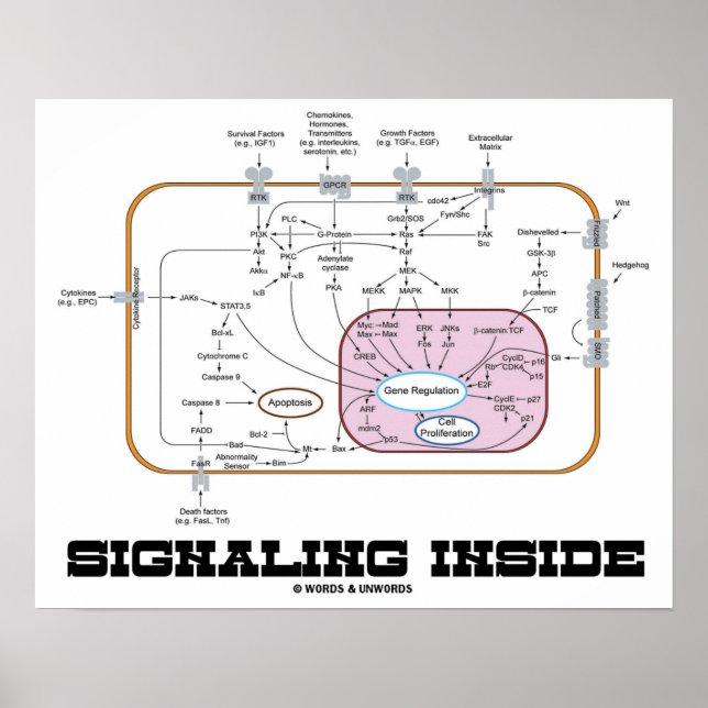 Signaling Inside (Signal Transduction Pathways) Poster (Front)