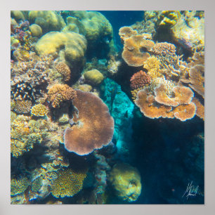 Signed Great Barrier Reef Coral - #3 Poster