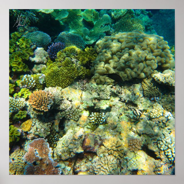 Signed Great Barrier Reef Coral - #5 Poster (Front)