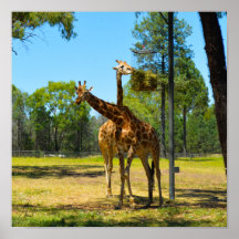 Signed Taronga Western Plains Zoo Dubbo - Giraffes