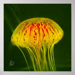 Signed Yellow Jellyfish Poster