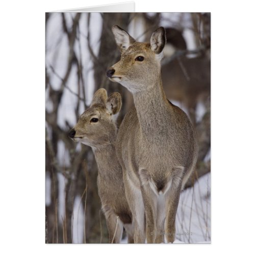 Sika Deer Doe and Young Hokkaido Japan