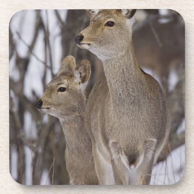 Sika Deer Doe and Young, Hokkaido, Japan Beverage Coaster (Front)