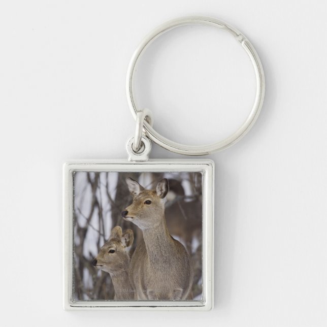 Sika Deer Doe and Young, Hokkaido, Japan Keychain (Front)