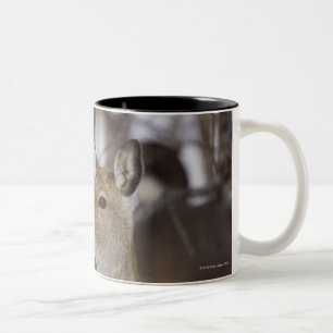 Sika Deer Doe and Young, Hokkaido, Japan Two-Tone Coffee Mug