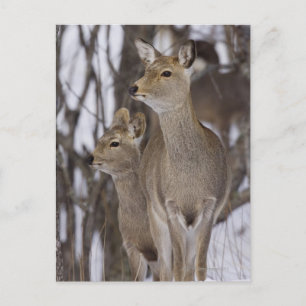 Sika Deer Doe & Young   Hokkaido, Japan Postcard