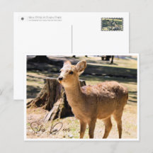 Sika Deer in Nara Park Postcard