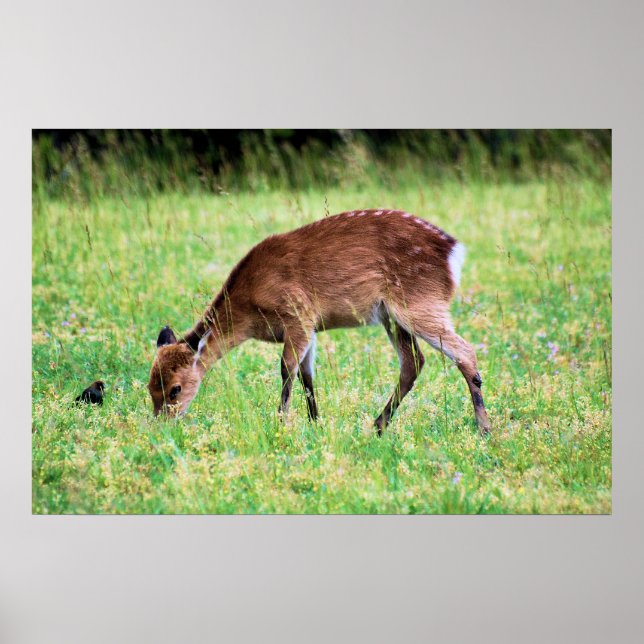 Sika Deer Poster (Front)