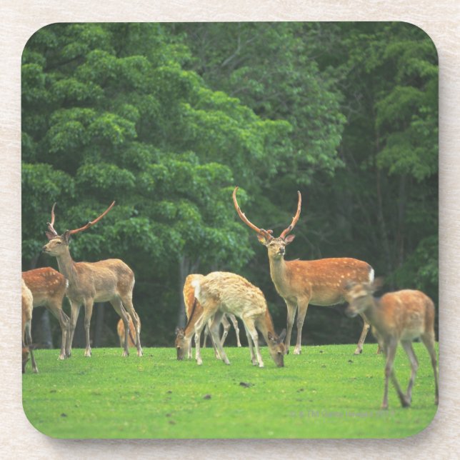Sika deer standing in a clearing beverage coaster (Front)