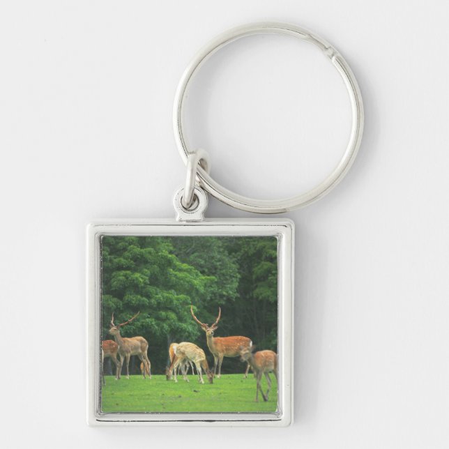 Sika deer standing in a clearing keychain (Front)
