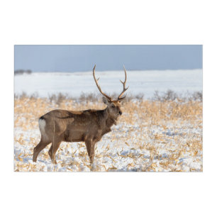 Sika Stag In a Snowy Field   Japan Acrylic Print