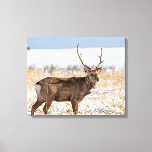 Sika Stag In a Snowy Field  Japan Canvas Print