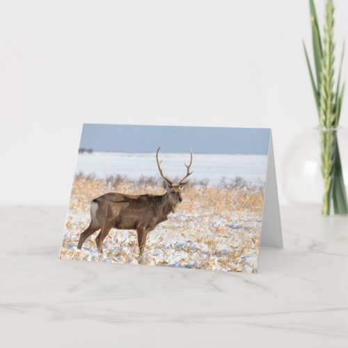 Sika Stag In a Snowy Field  Japan Card
