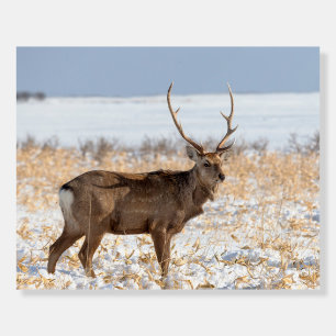 Sika Stag In a Snowy Field Japan Foam Board