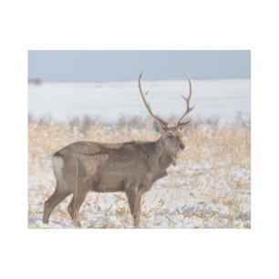 Sika Stag In a Snowy Field   Japan Gallery Wrap