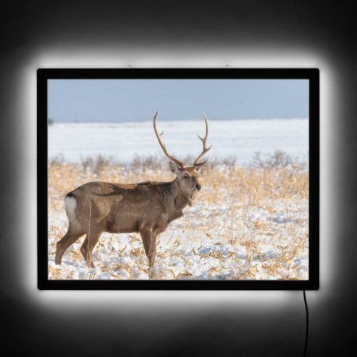 Sika Stag In a Snowy Field  Japan LED Sign