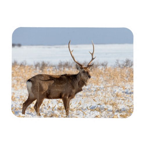 Sika Stag In a Snowy Field  Japan Magnet