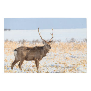 Sika Stag In a Snowy Field   Japan Metal Print