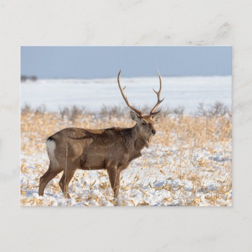 Sika Stag In a Snowy Field  Japan Postcard