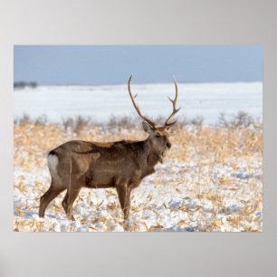 Sika Stag In a Snowy Field Japan Poster