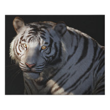 Silent Majesty | White Tiger Portrait in Dramatic