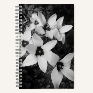 Silent Symmetry Notebook