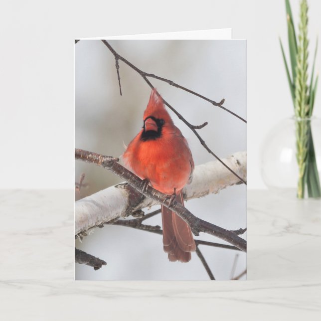 Silent wonders blank greeting card Cardinal (Front)