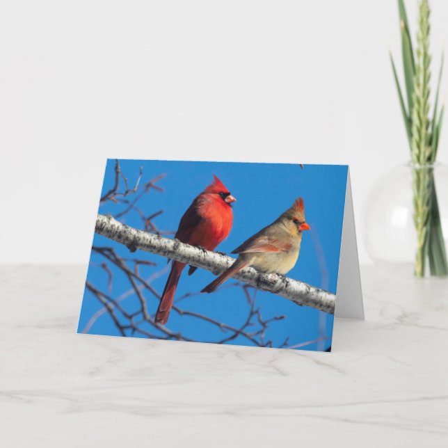 Silent Wonders Blank  Greeting Card Cardinals (Front)