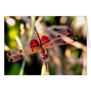 Silent wonders blank greeting card Dragonfly