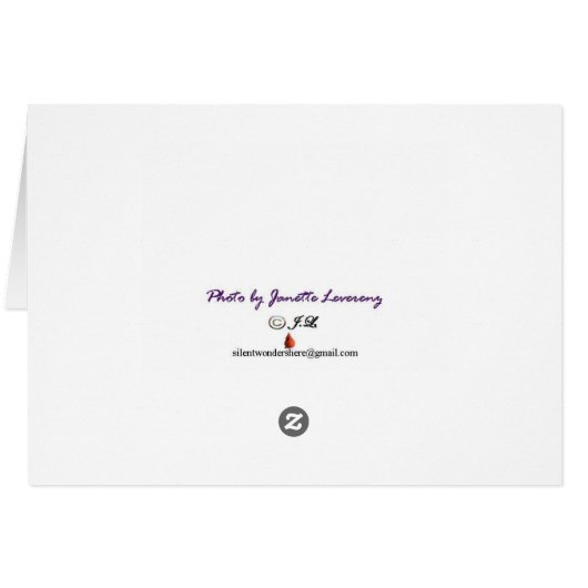 Silent wonders blank greeting card Dragonfly (Back Horizontal)