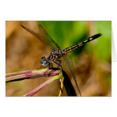 Silent wonders blank greeting card Dragonfly (Front Horizontal)