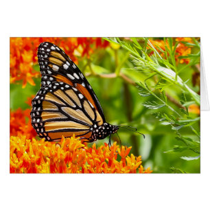 Silent wonders blank greeting card Monarch