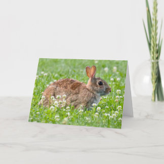 Silent wonders blank greeting card Rabbit