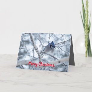 Silent Wonders Christmas Card Blue Jay