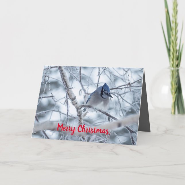 Silent Wonders Christmas Card Blue Jay (Front)