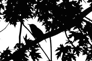 silhouette black white house gifts on zazzle