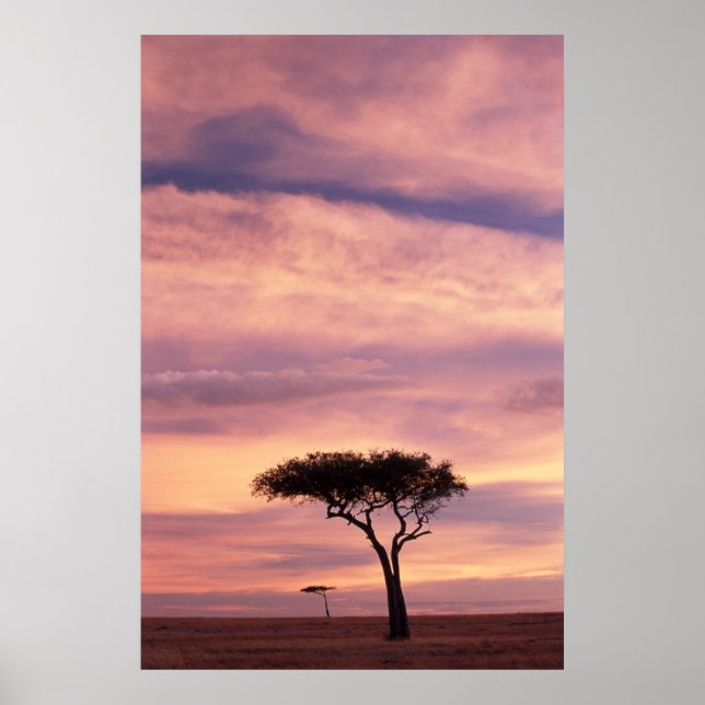 Silhouette image of acacia tree at sunrise poster (Front)