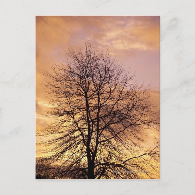 Silhouette of a Tree with Pink and Orange Sky Postcard (Front)