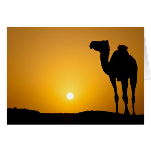 Silhouette of a wild camel at sunset cards (Front Horizontal)