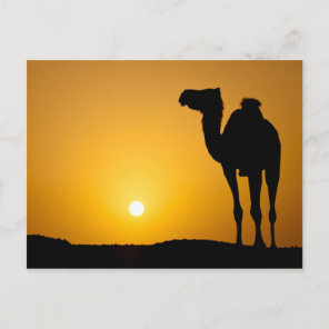 Silhouette of a wild camel at sunset postcard