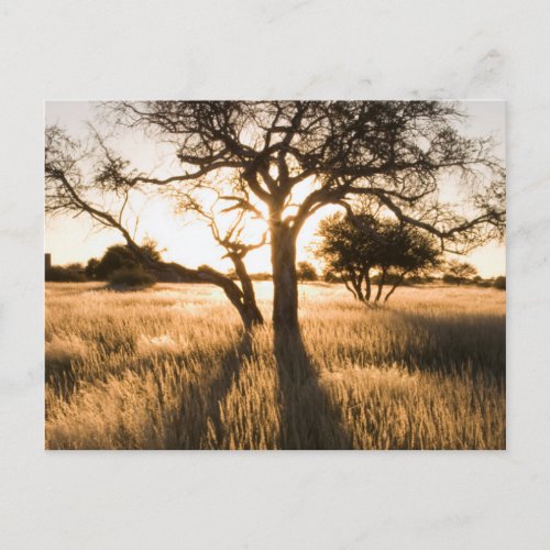 Silhouette Of Acacia Trees In Grass Mariental Postcard
