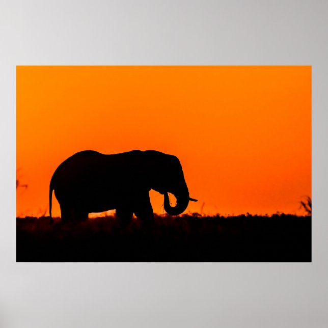 Silhouette of an Elephant at Sunset Poster (Front)