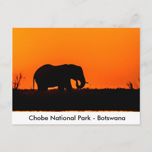 Silhouette of an Elephant Bull at Sunset Postcard