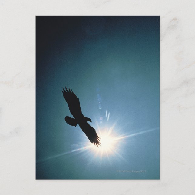Silhouette of bald eagle flying in sky postcard (Front)