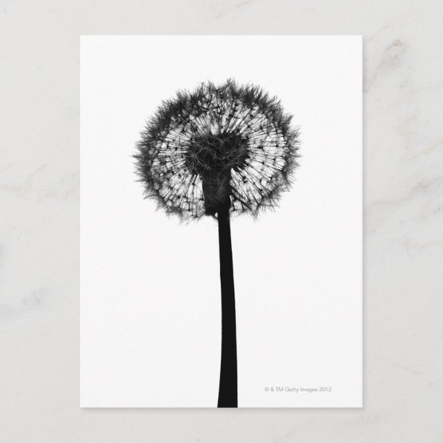 Silhouette of dandelion postcard (Front)
