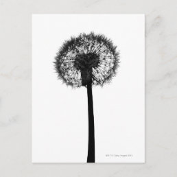 Silhouette of dandelion postcard