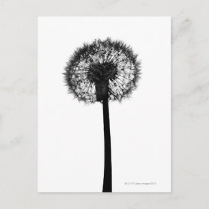 Silhouette of dandelion postcard