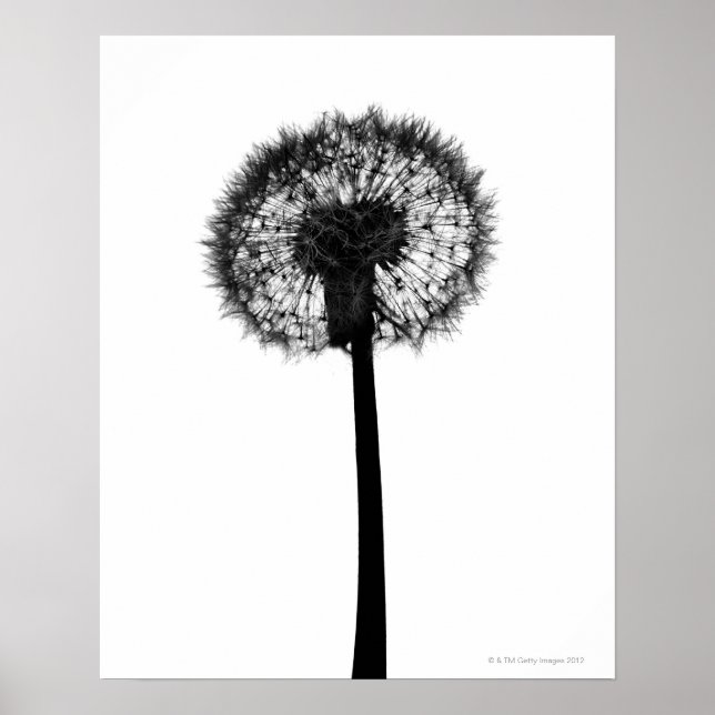 Silhouette of dandelion poster (Front)