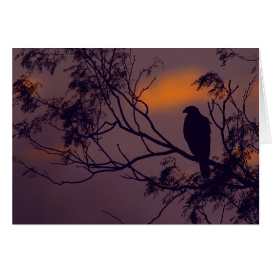 Silhouette of Harris Hawk (Parabuteo unicinctus) Cards (Front Horizontal)